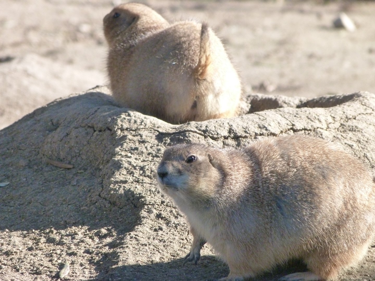 Black-tailed prairie dogs -Faunia (2025)