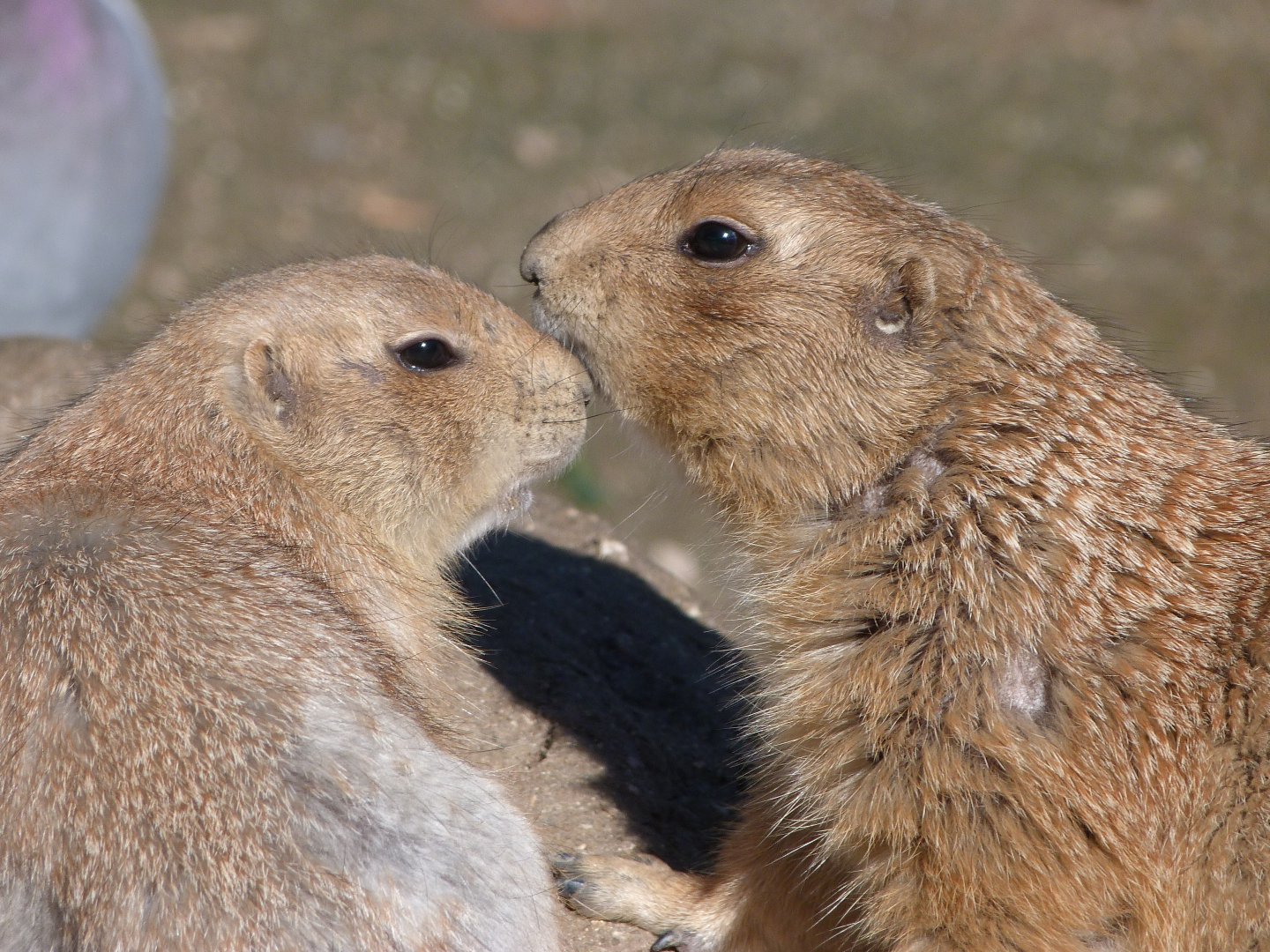 Black-tailed prairie dogs -Faunia (2025)