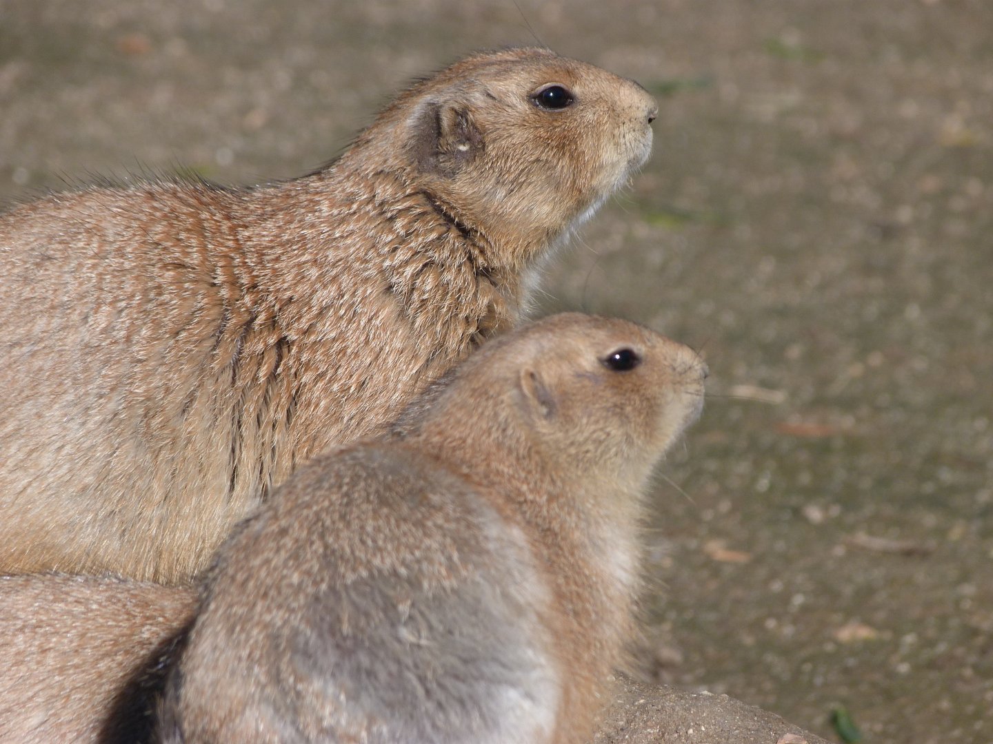 Black-tailed prairie dogs -Faunia (2025)