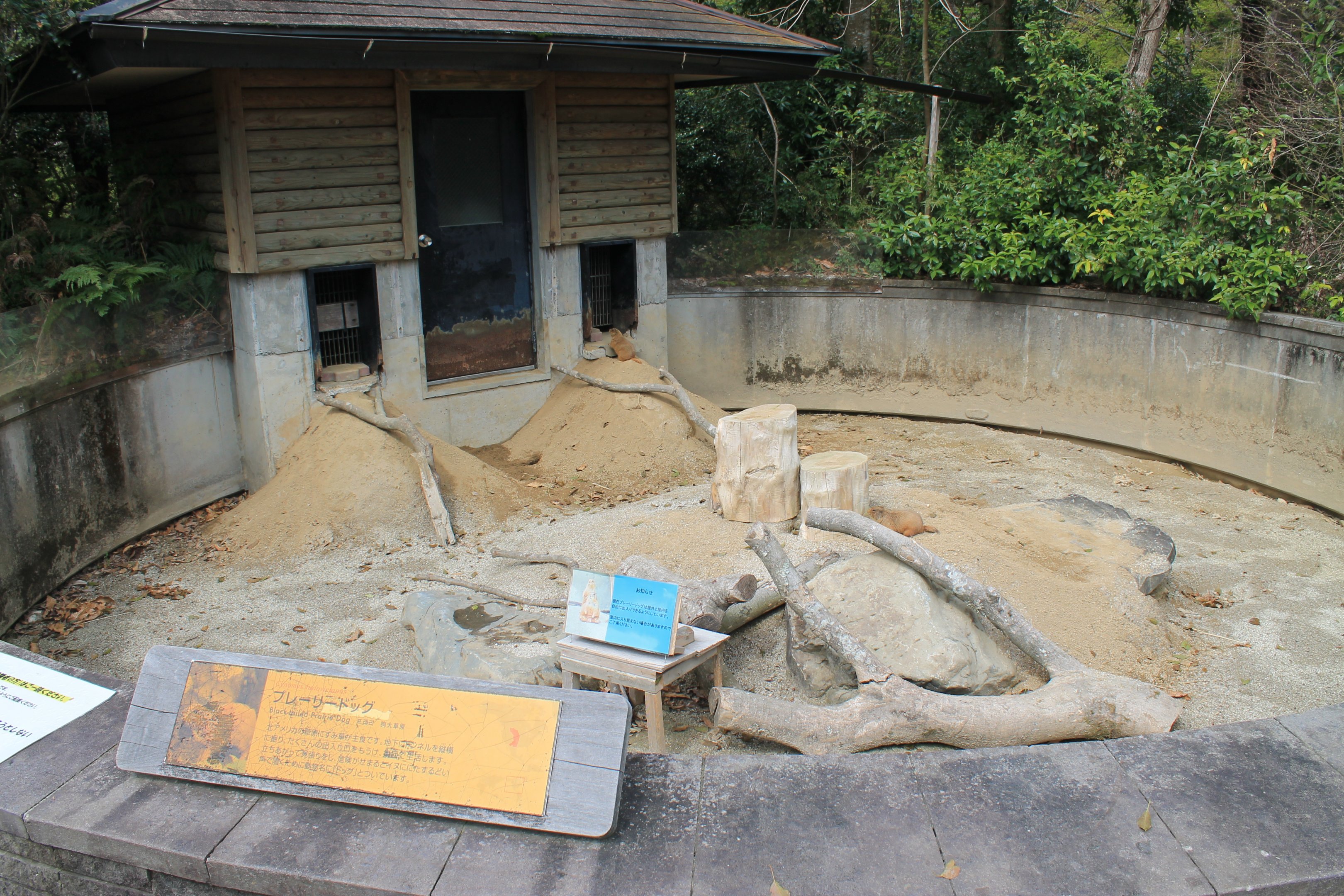 Black-tailed Prairie Dogs - Hirakawa Zoo (Kagoshima)