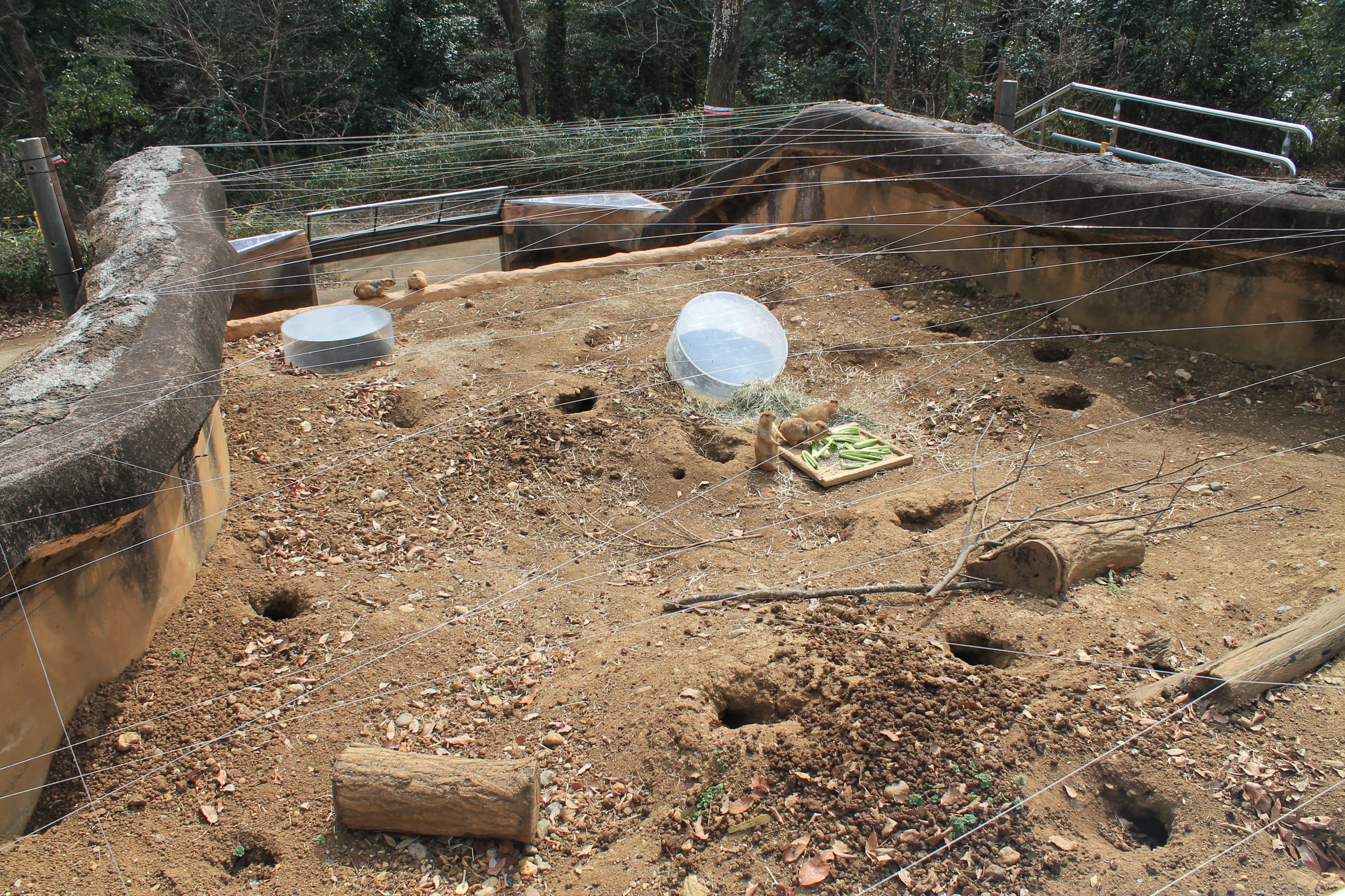 Black-tailed Prairie Dogs - Saitama Childrens Zoo