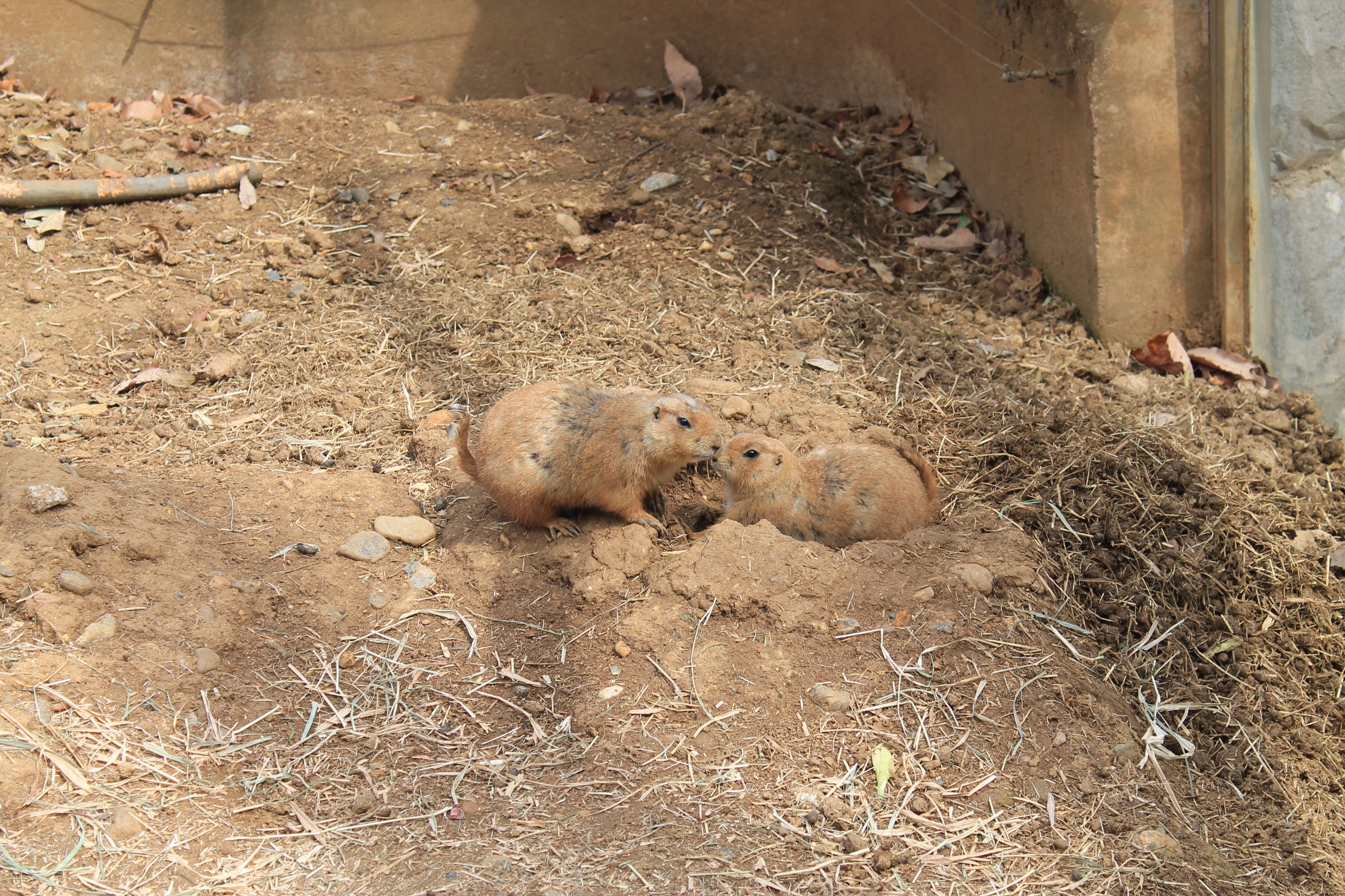 Black-tailed Prairie Dogs - Saitama Childrens Zoo