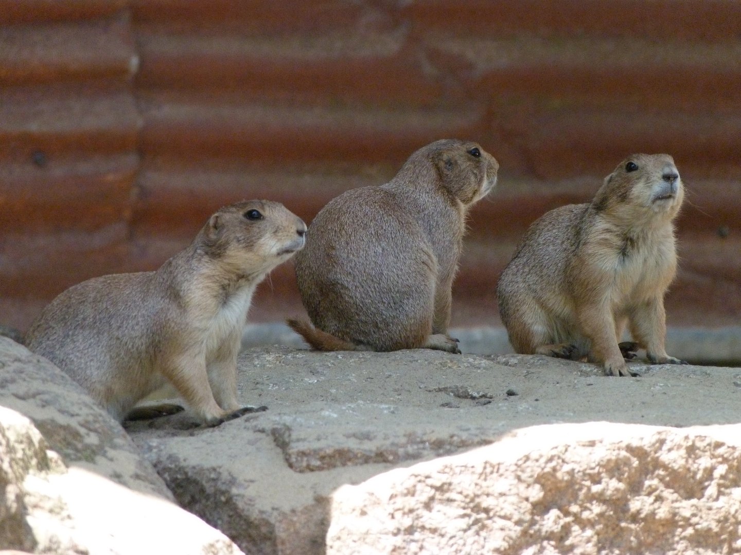 Black-tailed prairie dogs -Zoo d'Asson (2025)