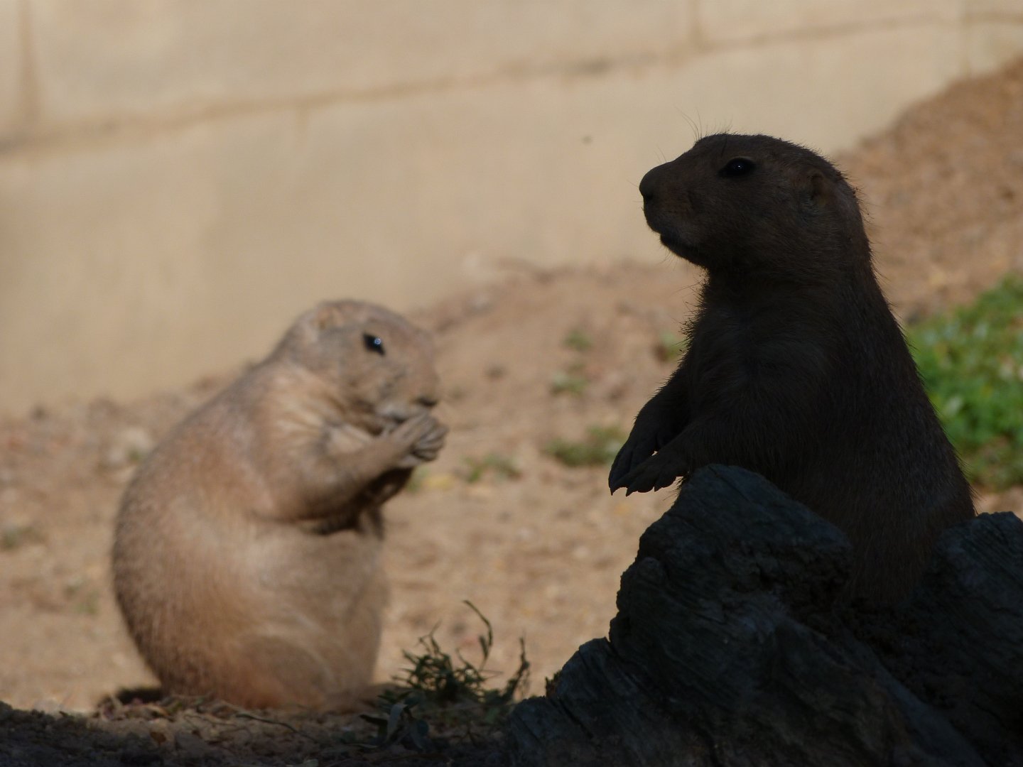 Black-tailed prairie dogs -Zoo Praha (2025)