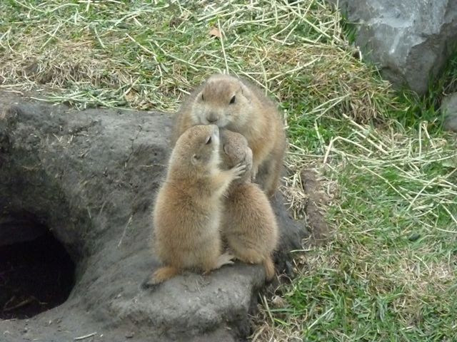 Black-Tailed Prairie Dogs