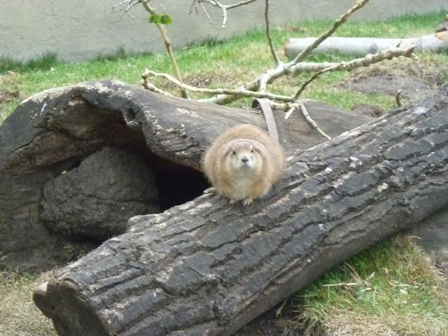 Black-Tailed Prairie Dogs