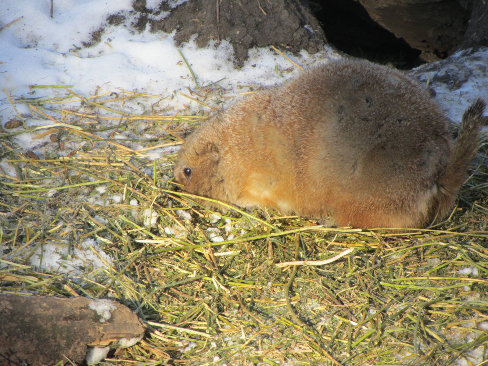 Black Tailed Prairie Dogs