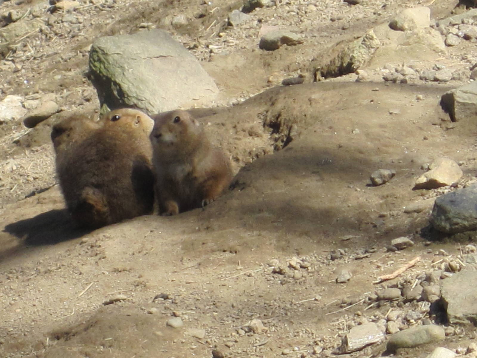 Black-Tailed Prairie Dogs