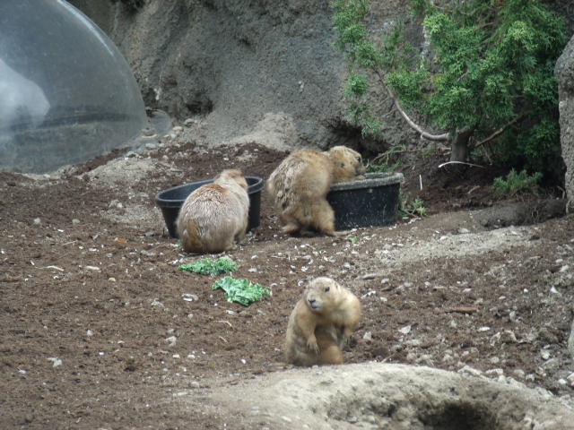 Black-Tailed Prairie Dogs