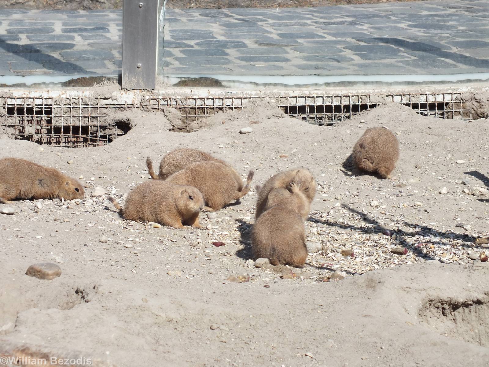 Black-tailed Prairie Dogs