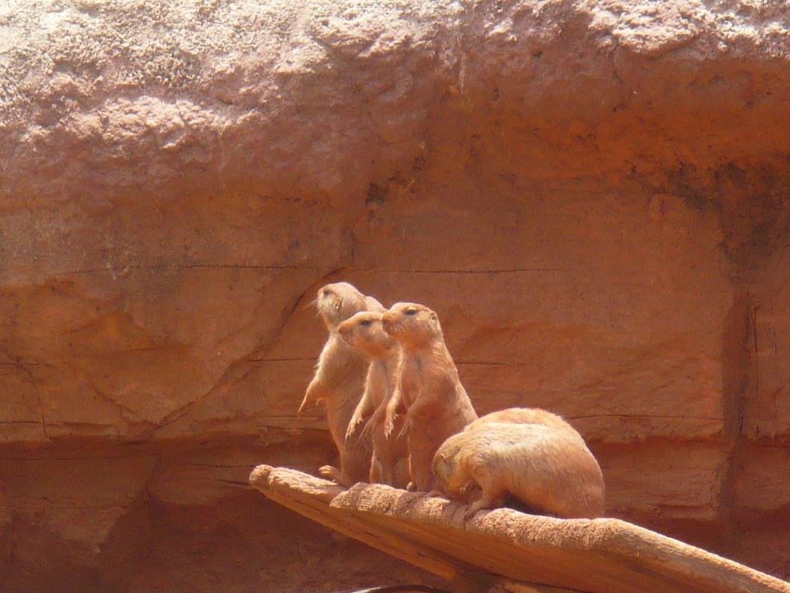 Black-tailed prairie dogs