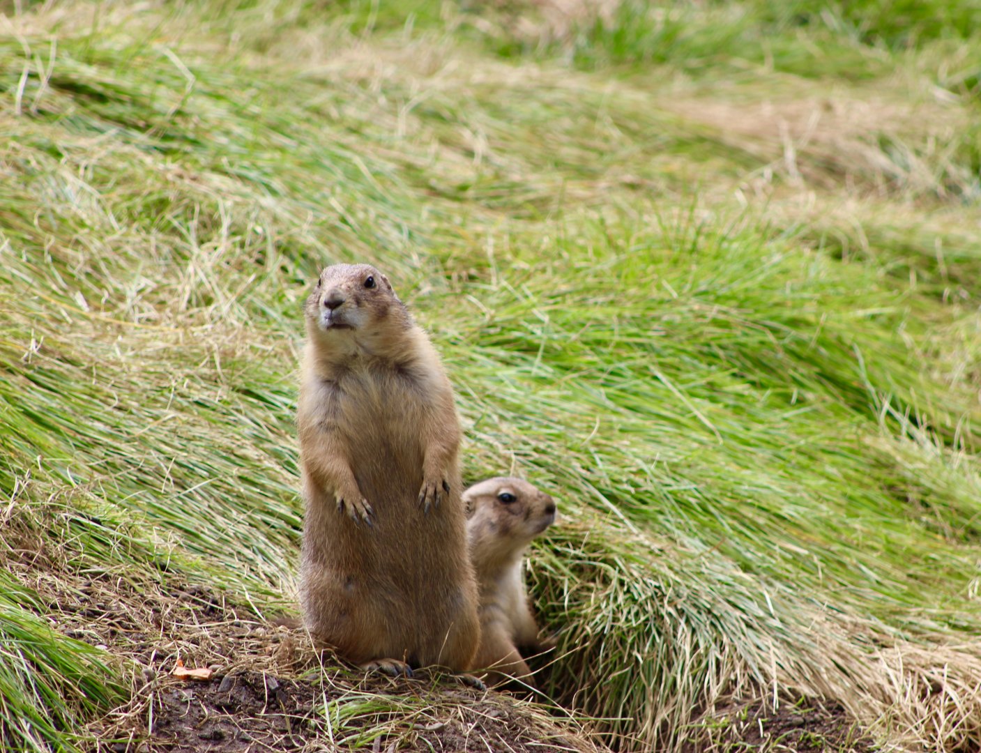 Black-Tailed Prairie Dogs