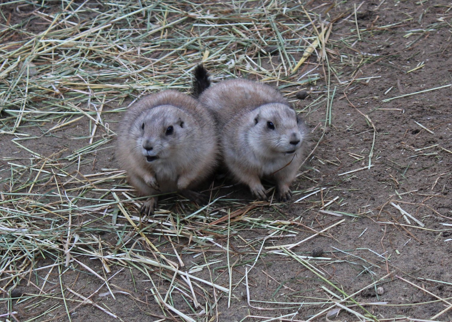 Black-tailed prairie dogs
