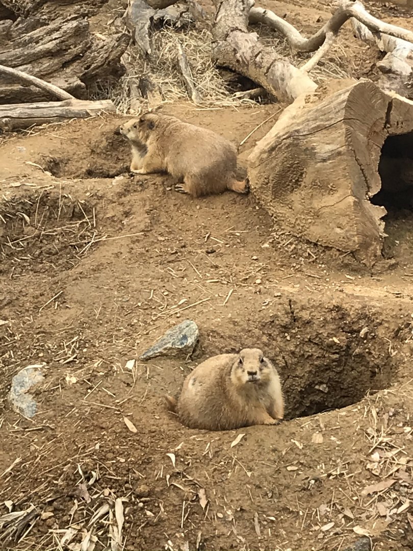 Black-Tailed Prairie Dogs