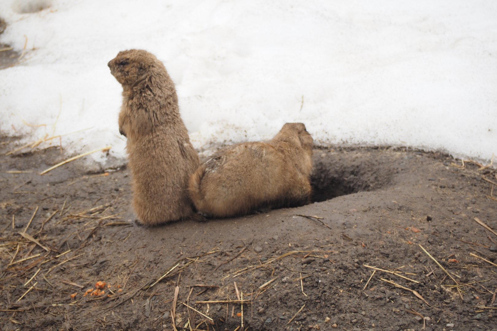 Black-Tailed Prairie Dogs