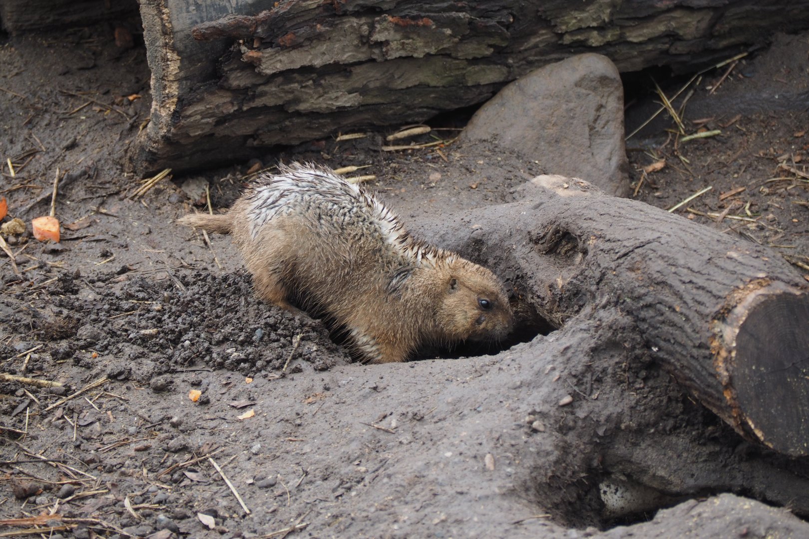 Black-Tailed Prairie Dogs