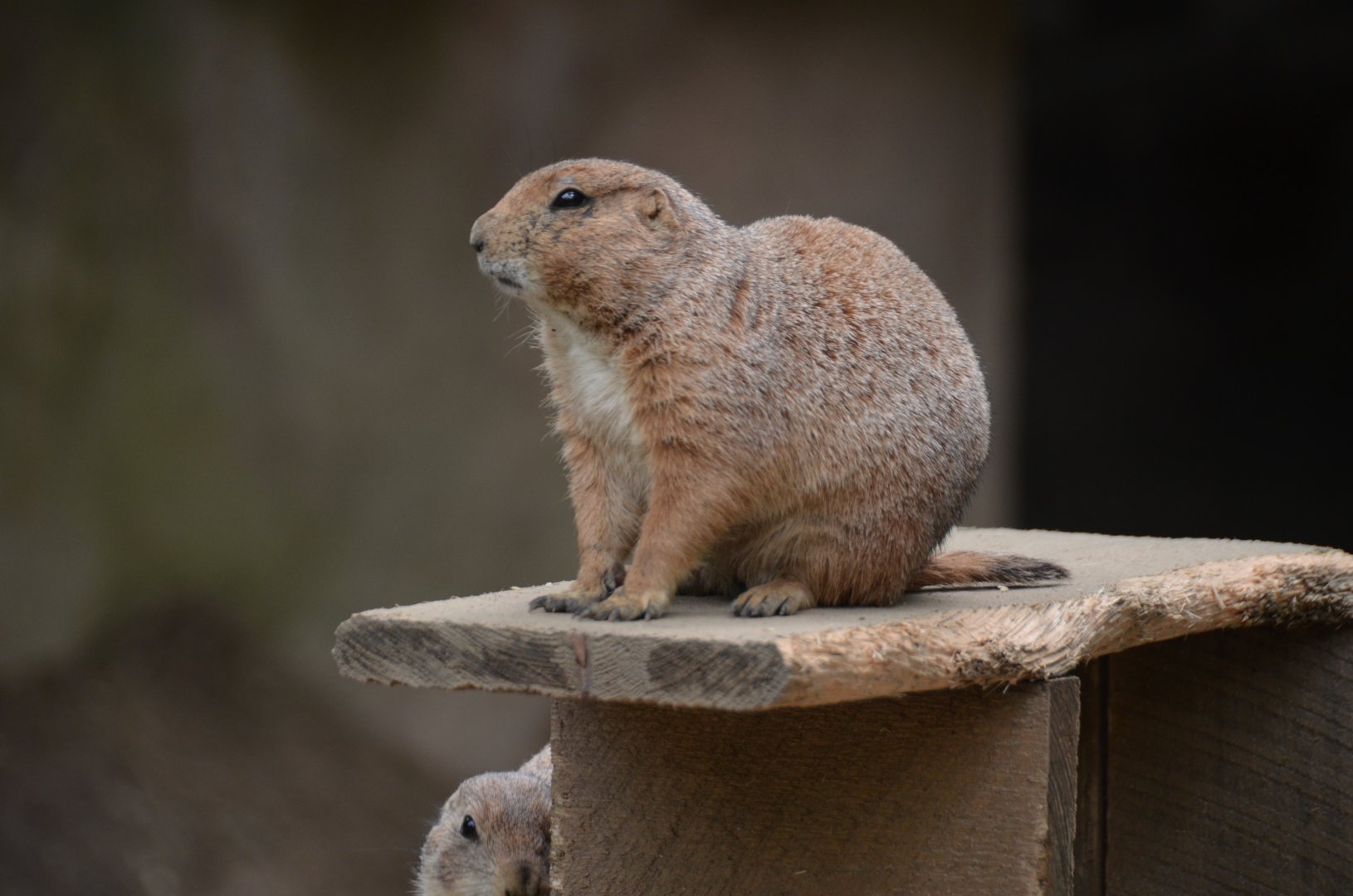 Black-Tailed Prairie Dogs