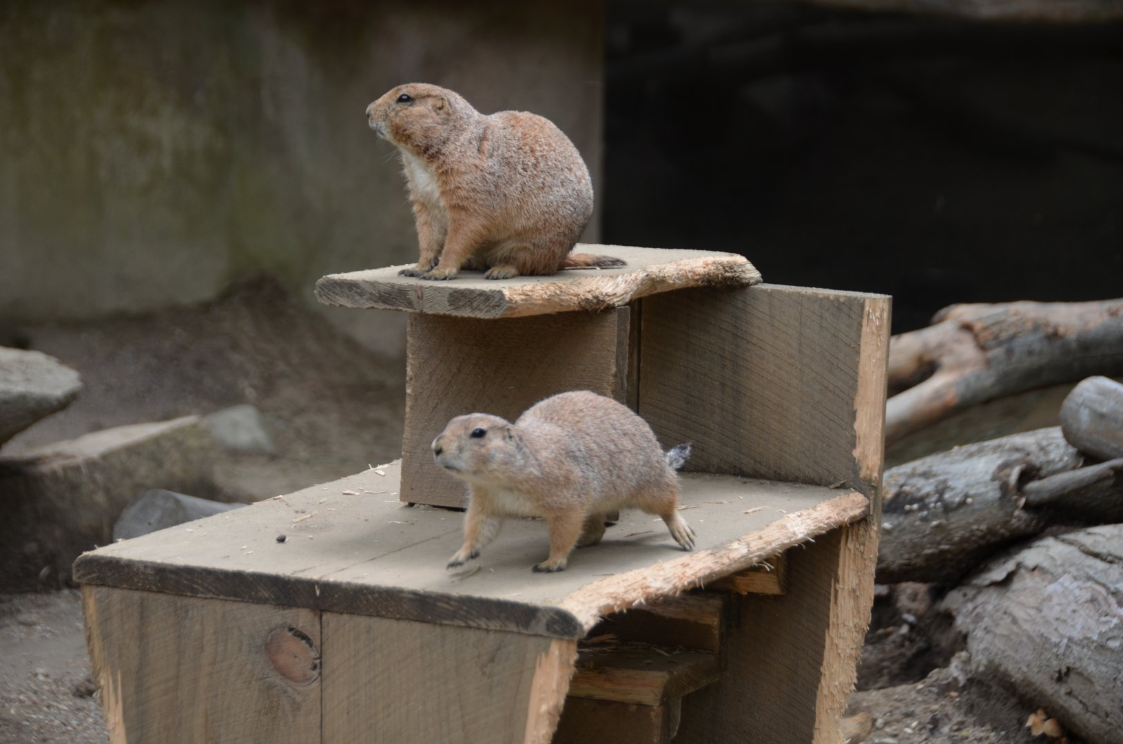 Black-Tailed Prairie Dogs