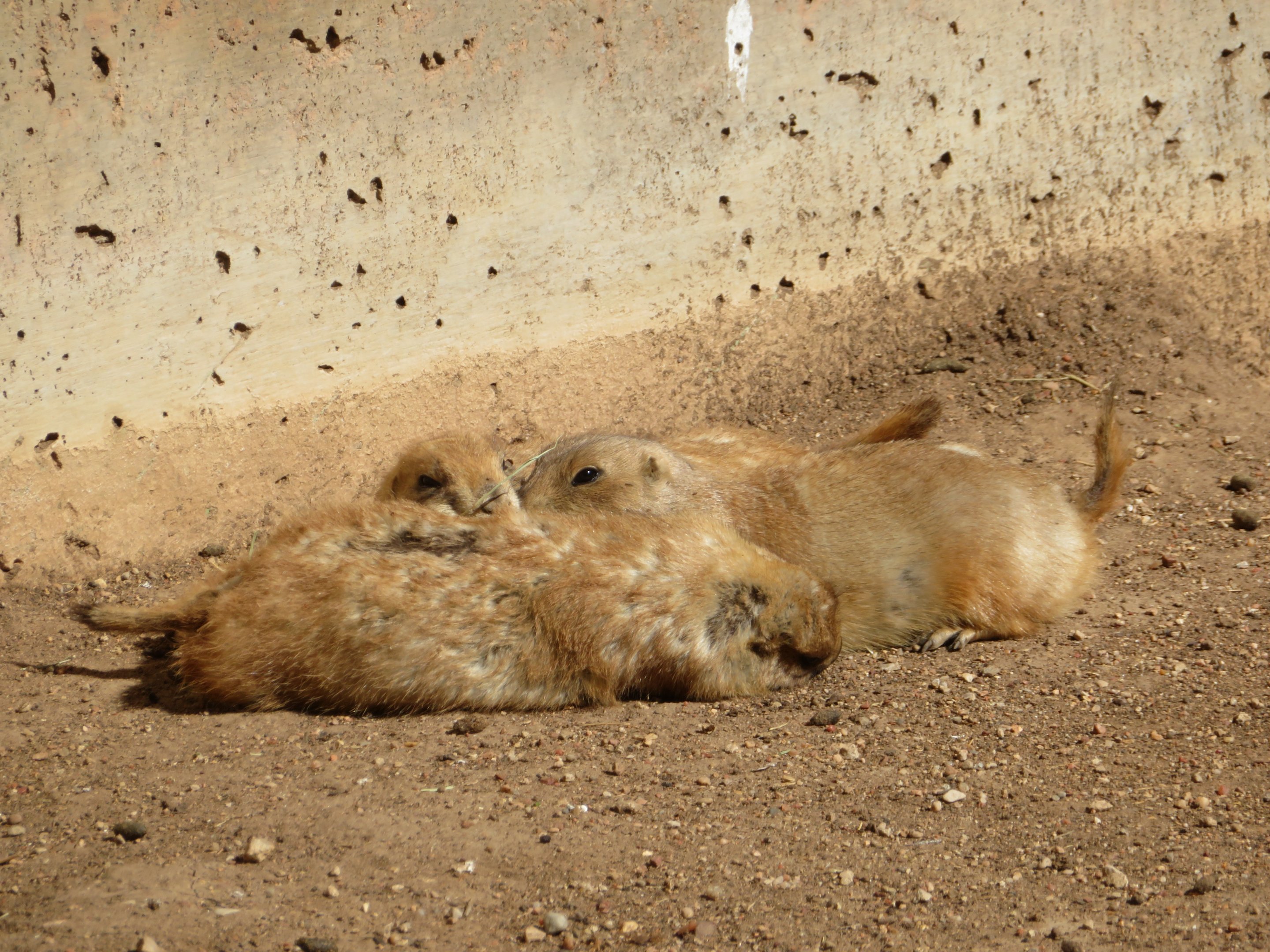 Black-tailed Prairie Dogs