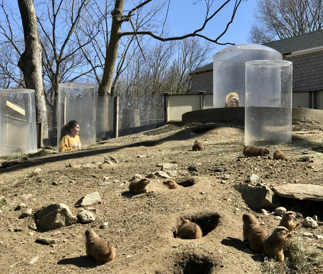 Black-tailed Prairie Dogs