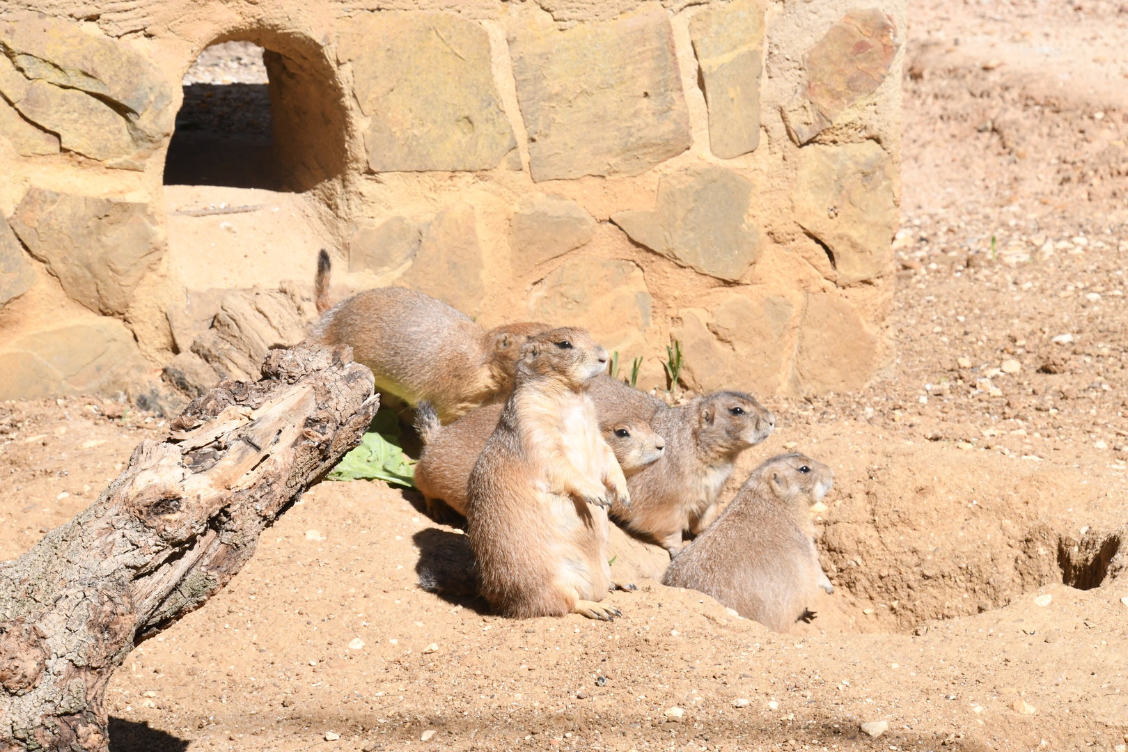 Black-tailed Prairie-Dogs