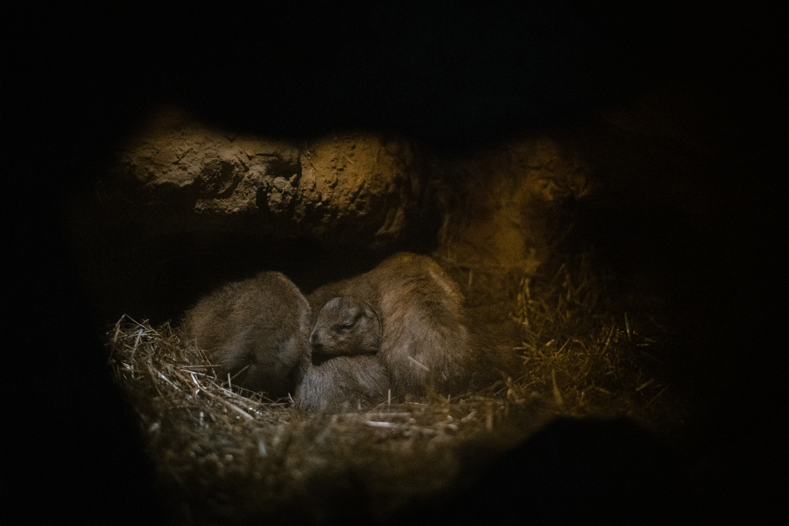 Black-Tailed Prairie Dogs