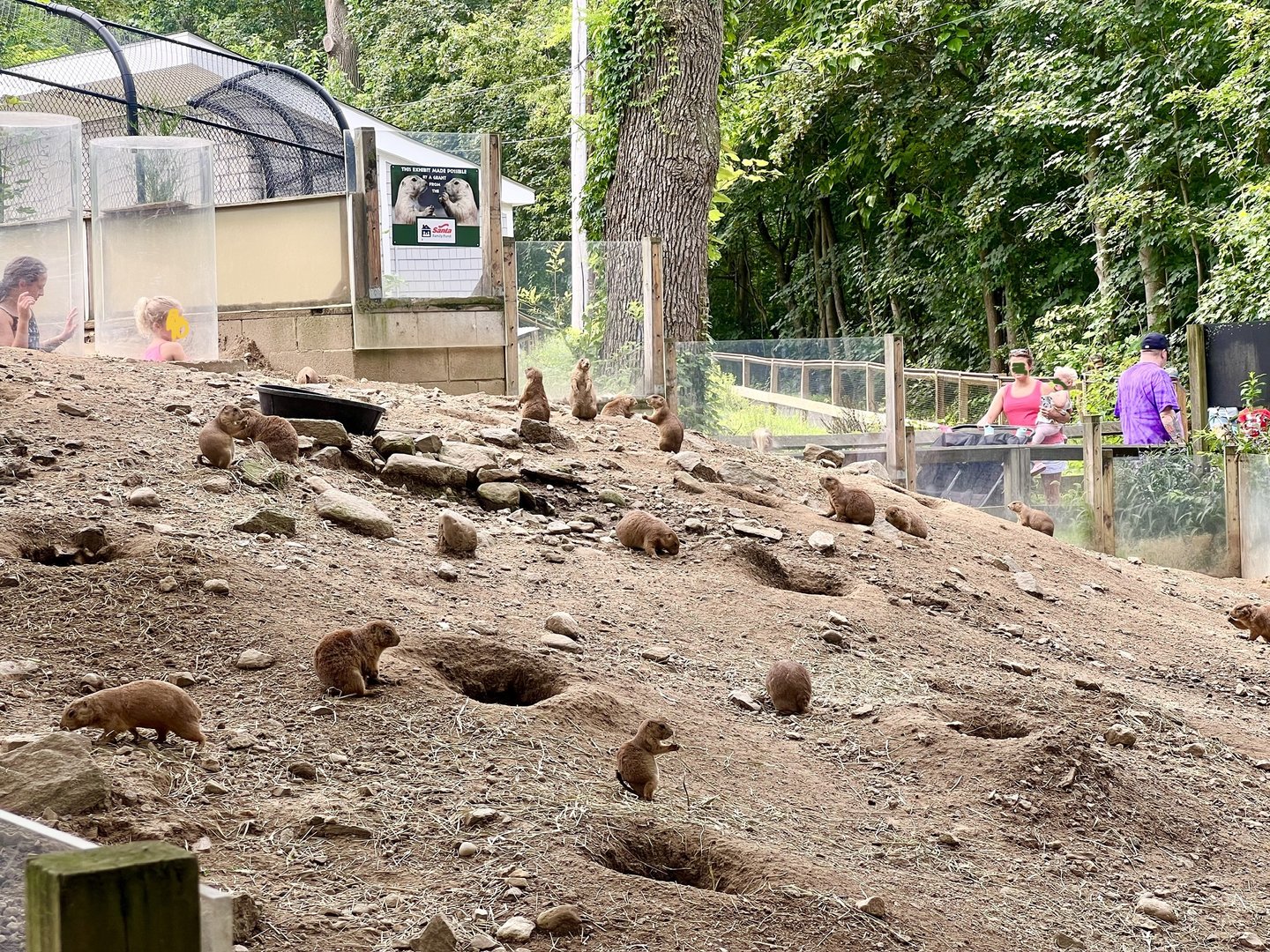 Black-tailed Prairie Dogs