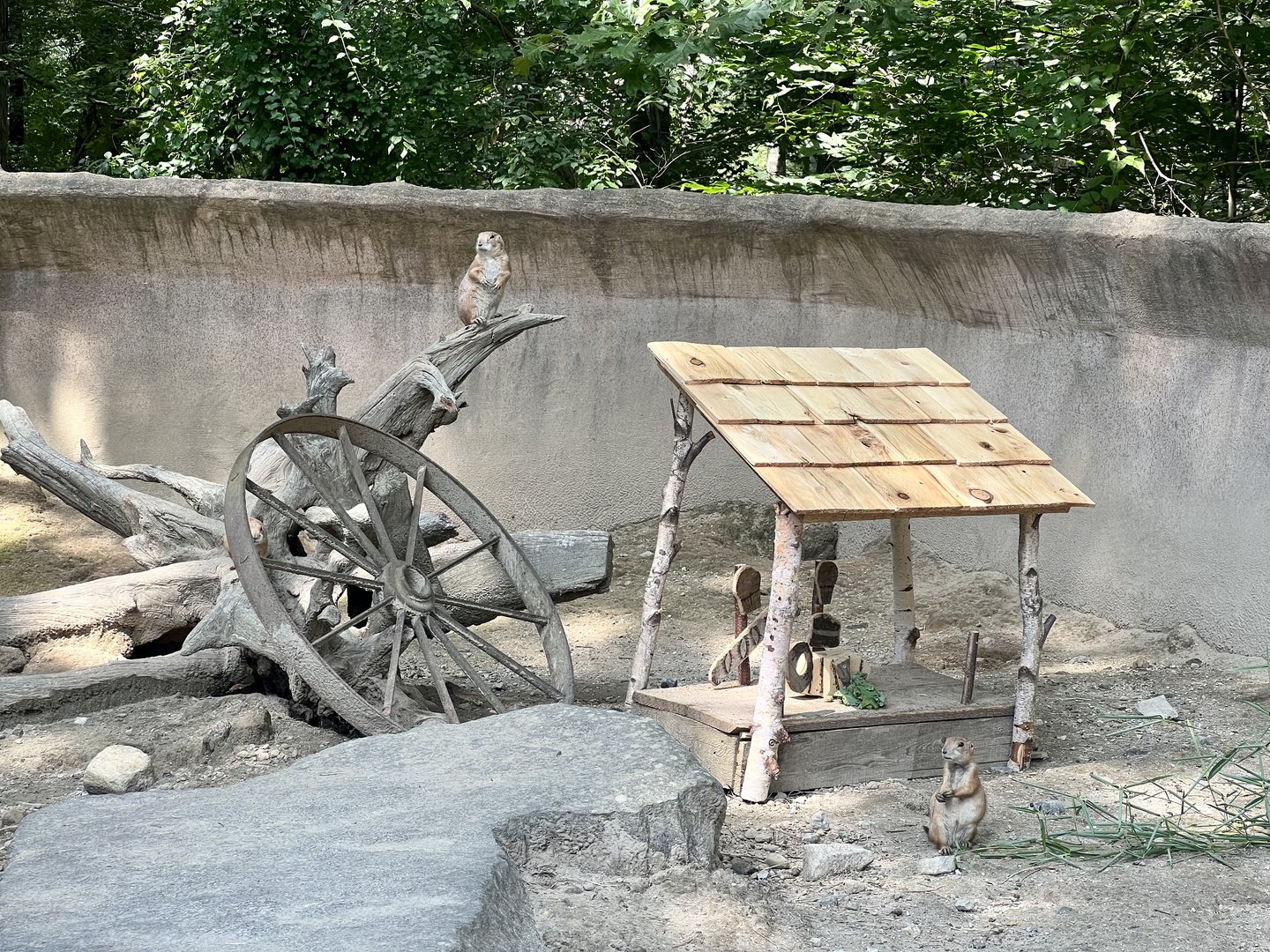 Black-tailed Prairie Dogs