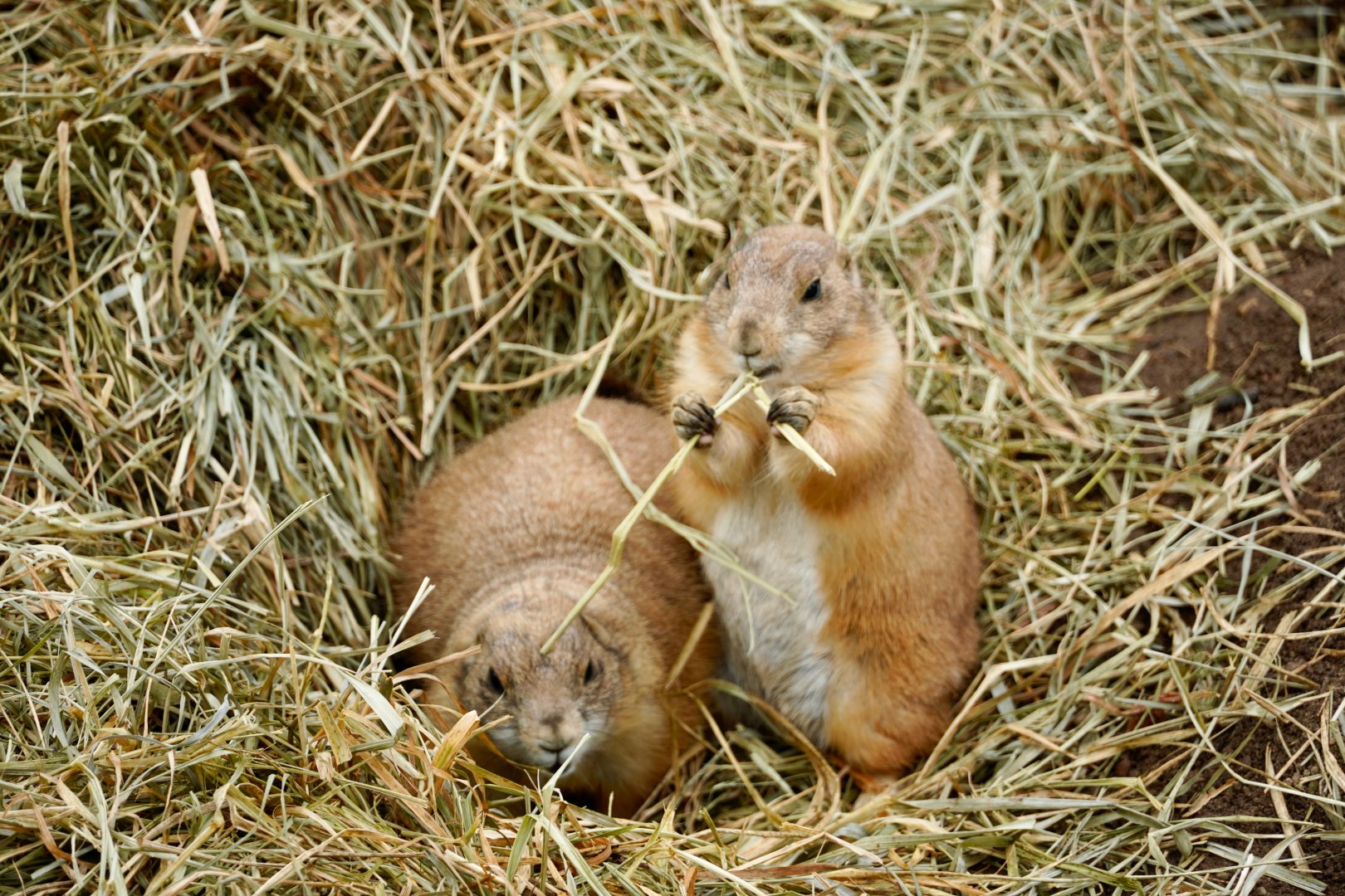 Black-Tailed Prairie Dogs