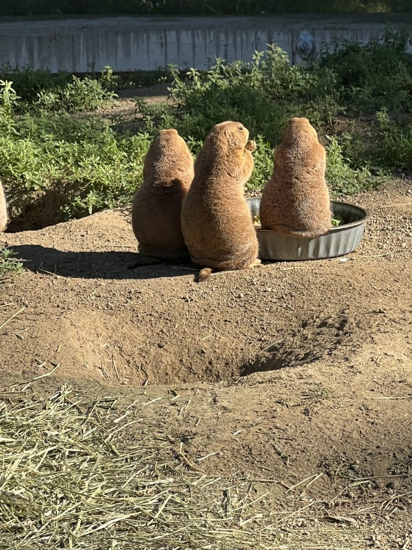 Black-Tailed Prairie Dogs