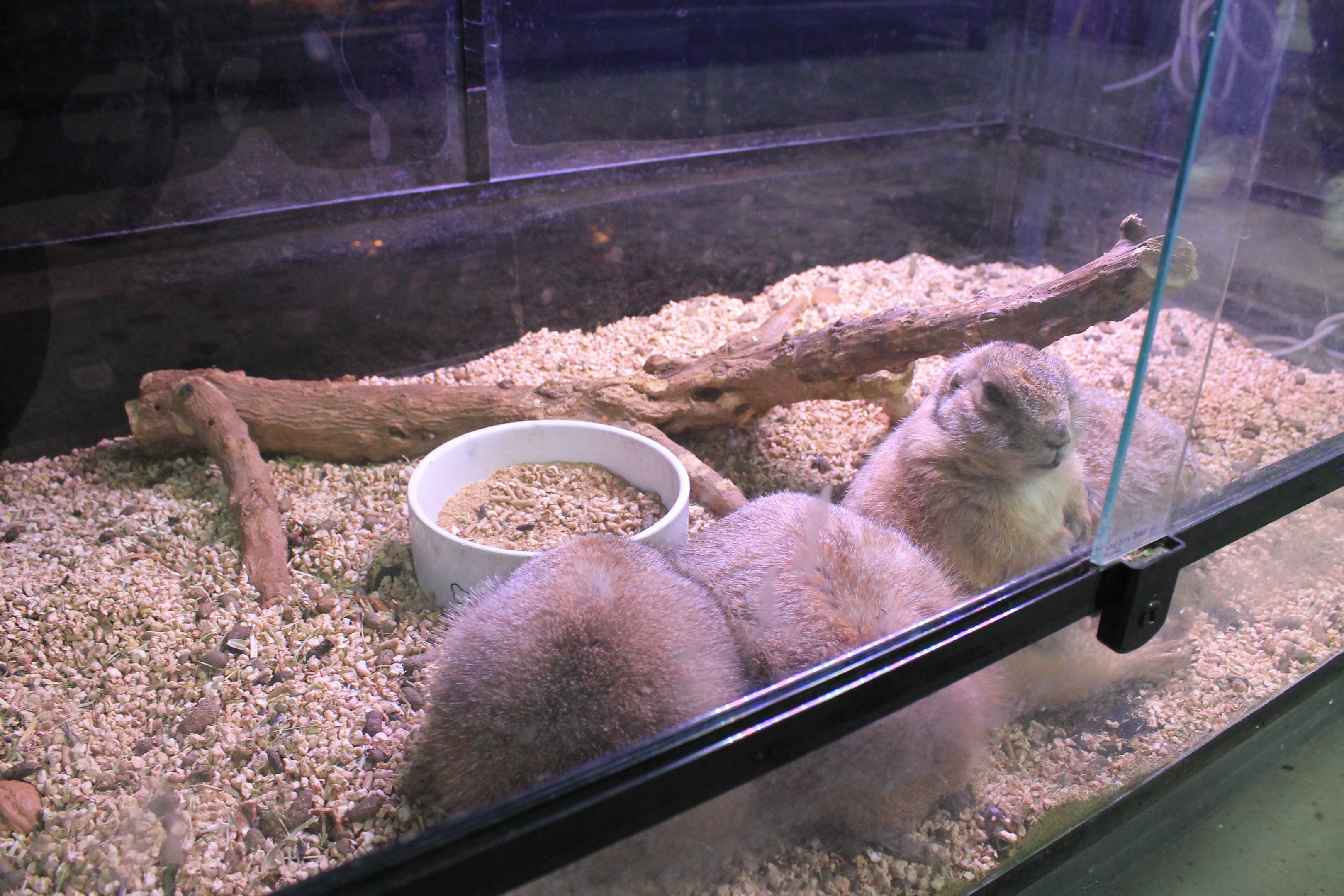 Black-tailed Prairie Dogs
