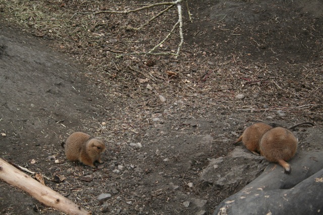 Black-Tailed Prairie Dogs