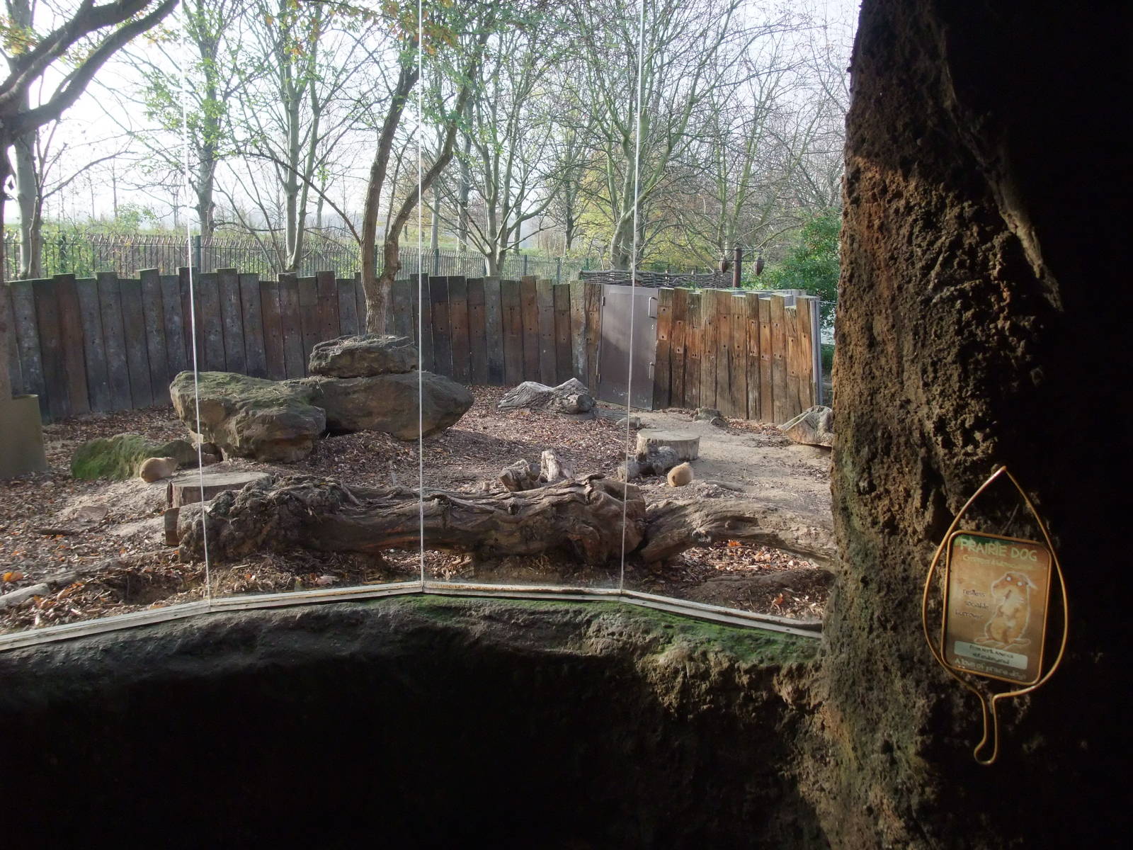 Black-tailed Prairie Marmot Exhibit at London, 16/11/11