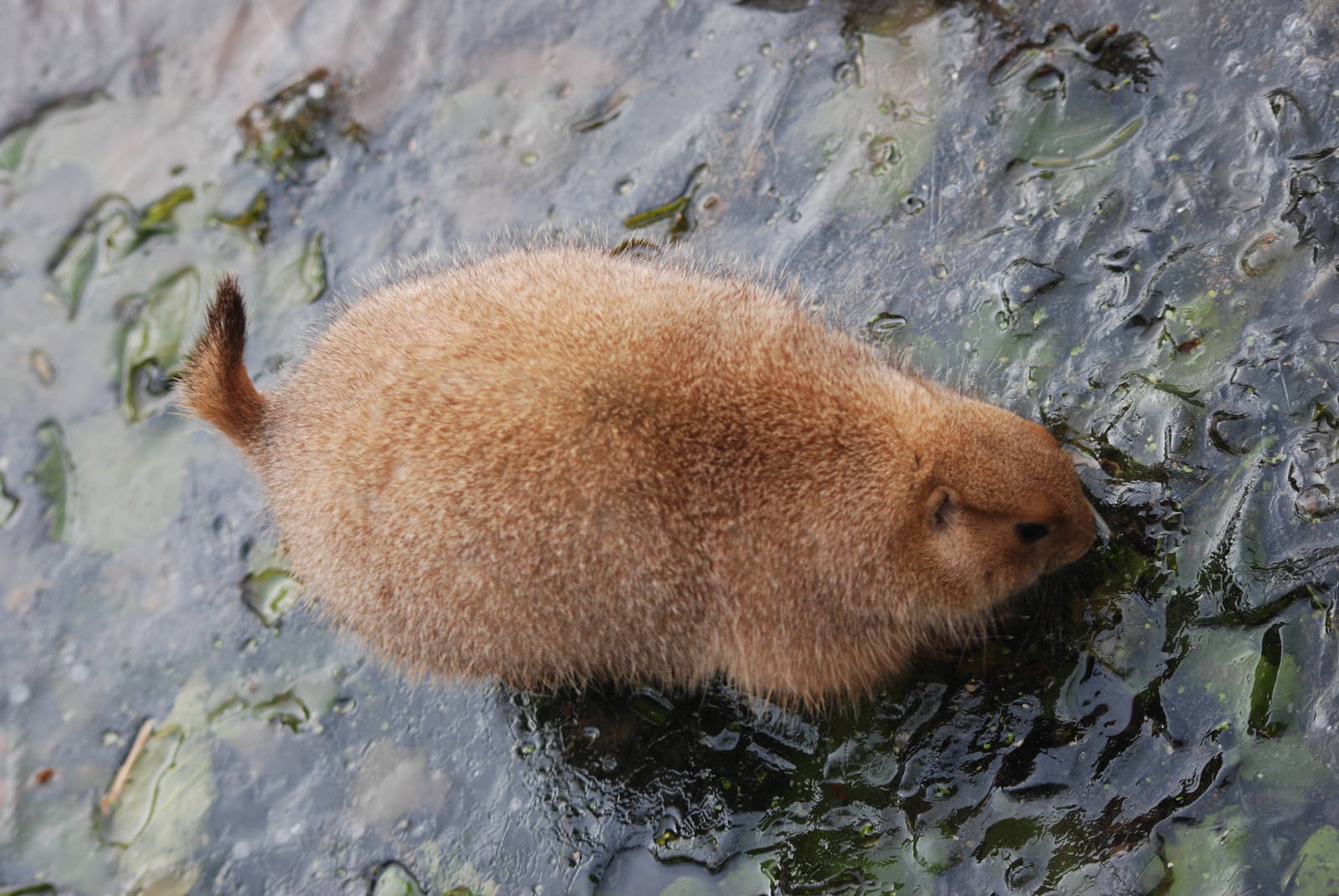 Black-tailed Prairie Marmot on Ice at Bristol, 06/02/12