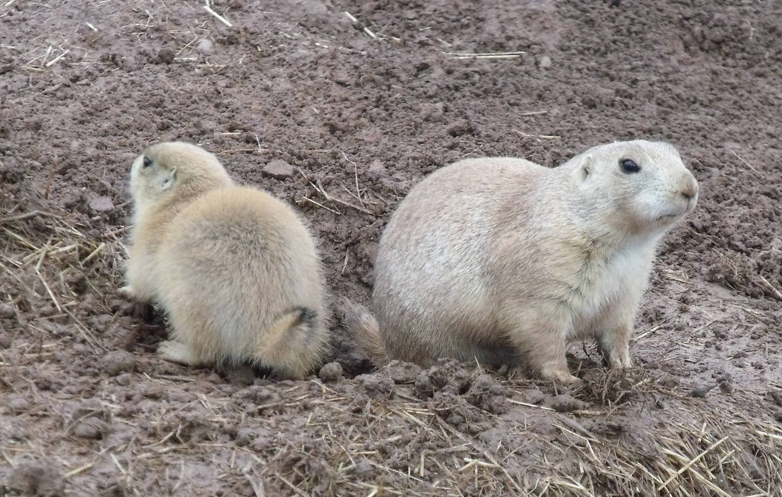 Black-tailed Prairie Marmot