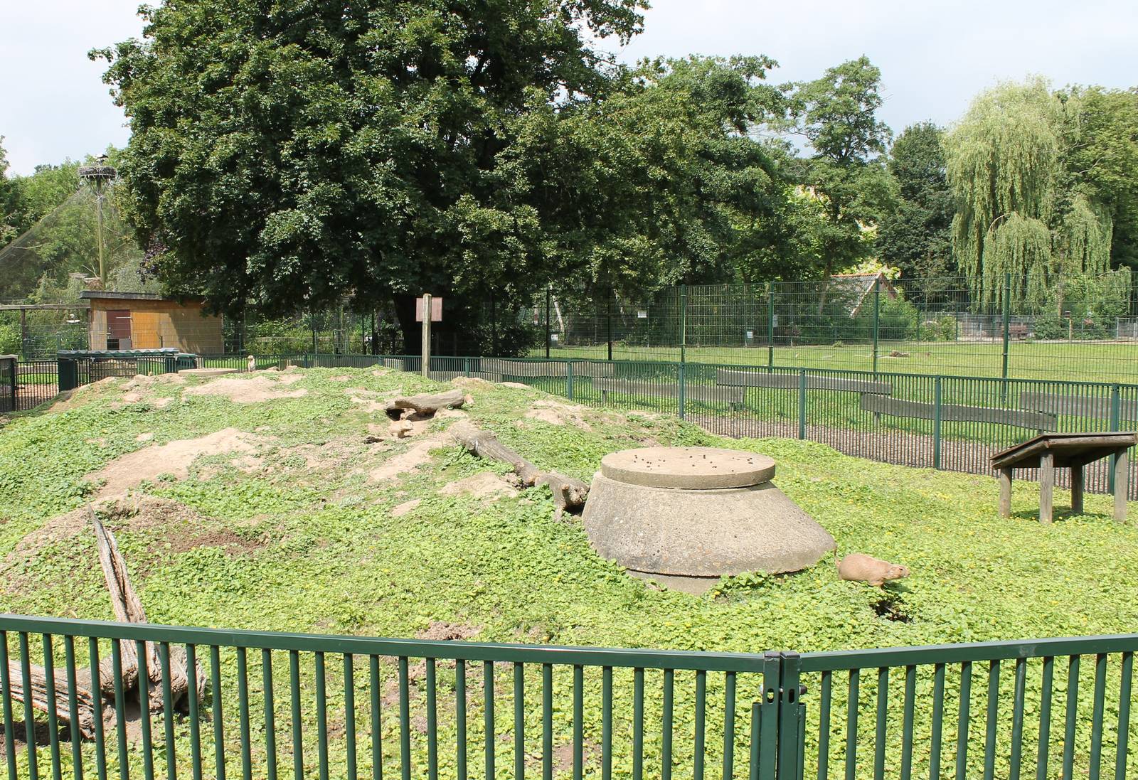 Black-tailed prairiedog enclosure