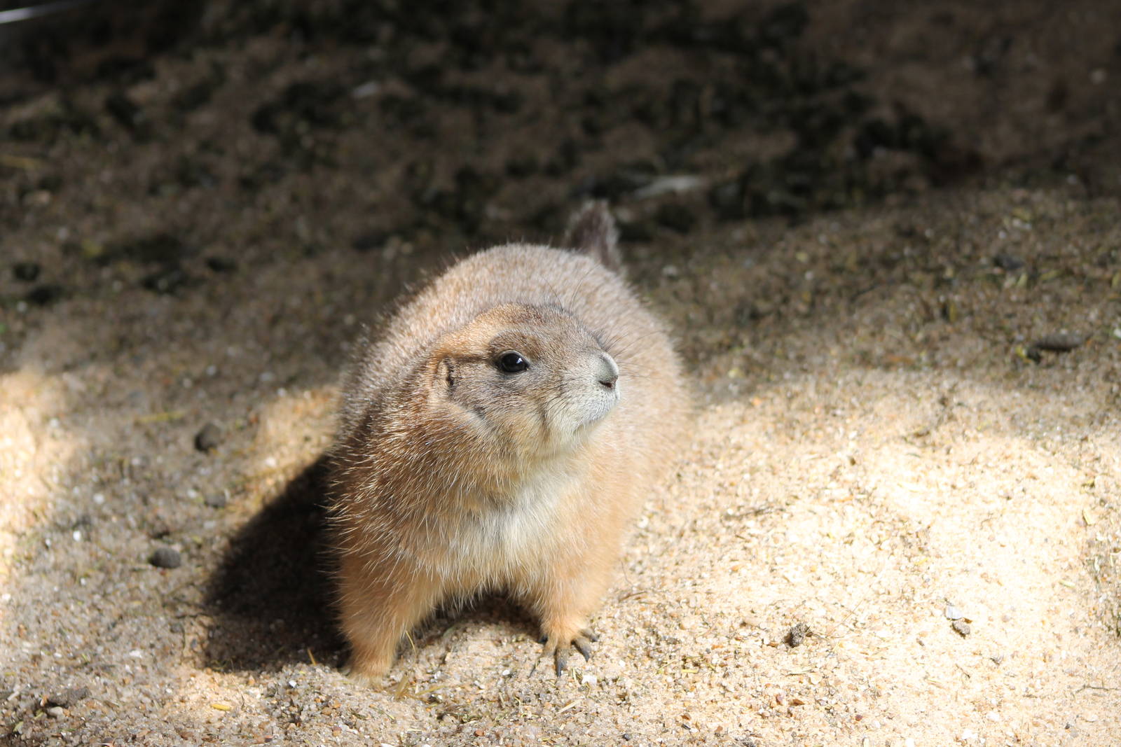 black-tailed prairiedog