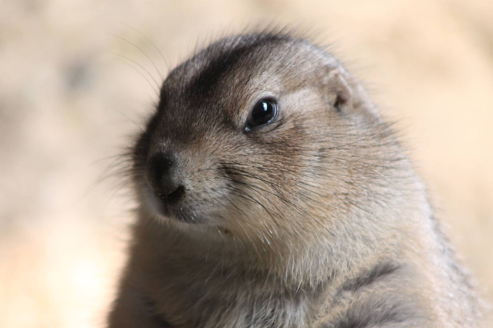 black-tailed prairiedog
