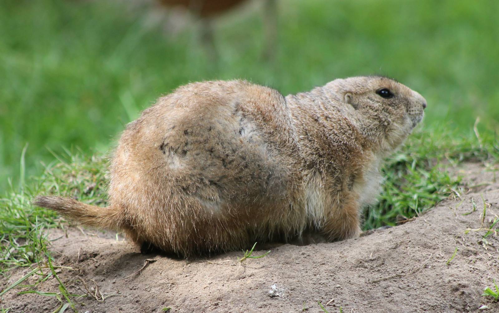 Black-tailed prairiedog