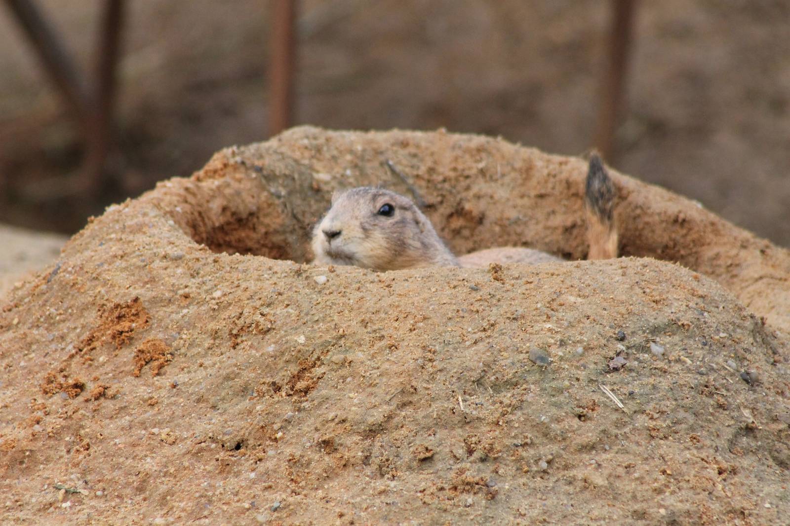 Black-tailed prairiedog