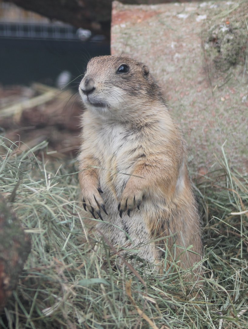Black-tailed prairiedog