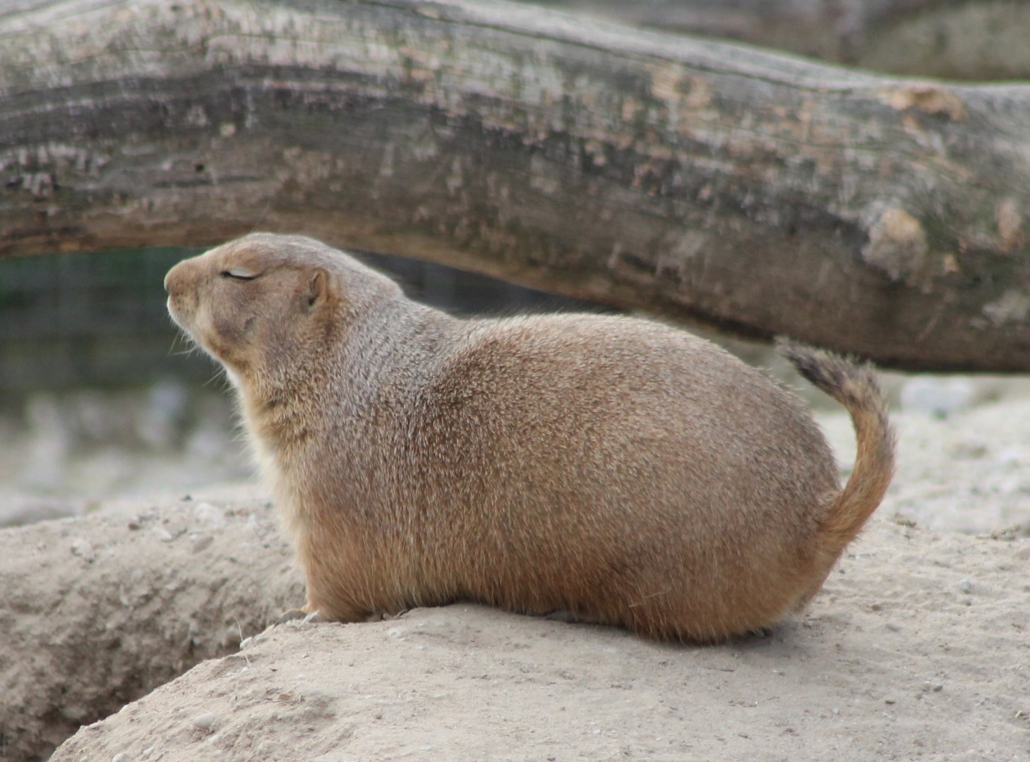Black-tailed prairiedog