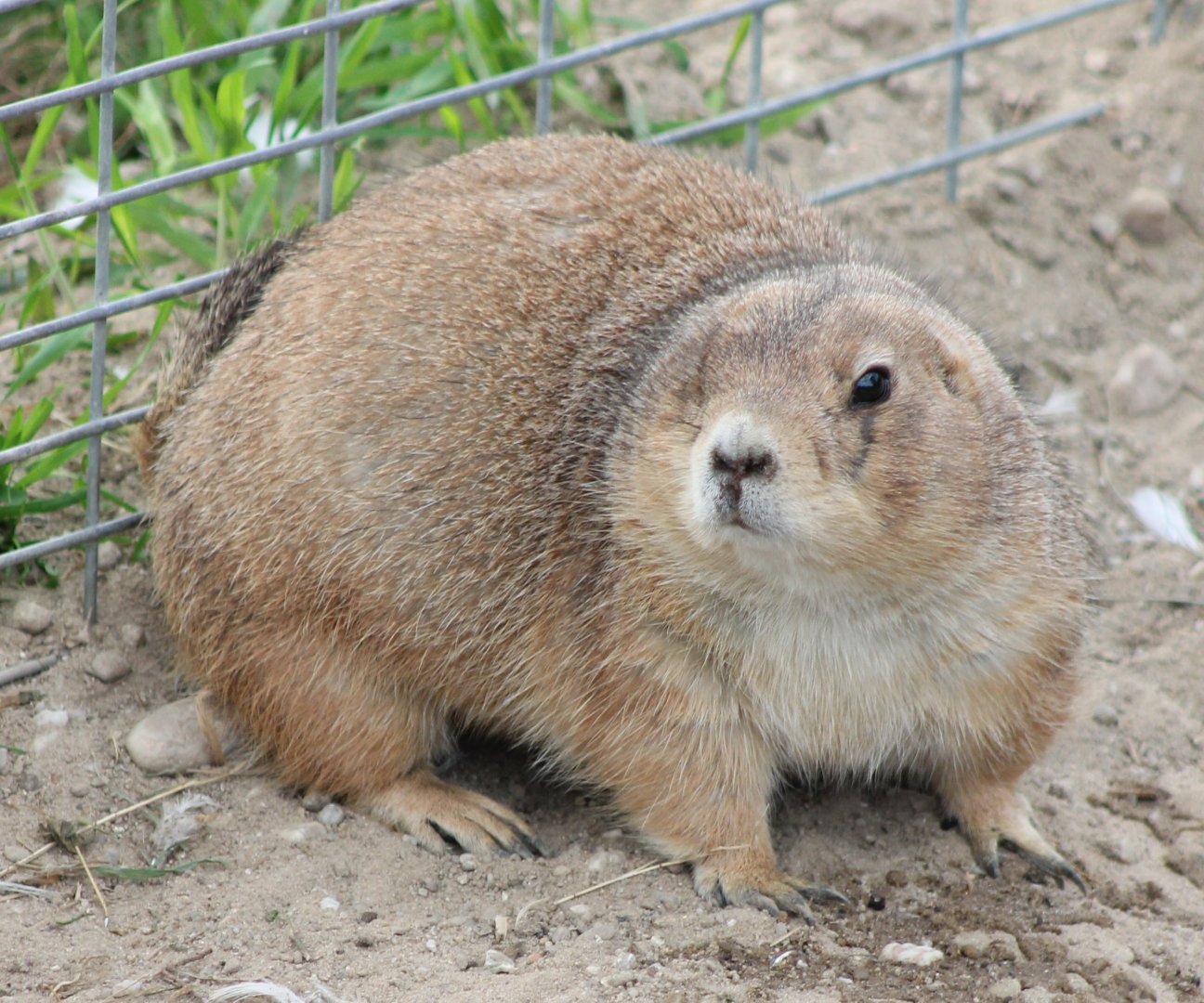 Black-tailed prairiedog