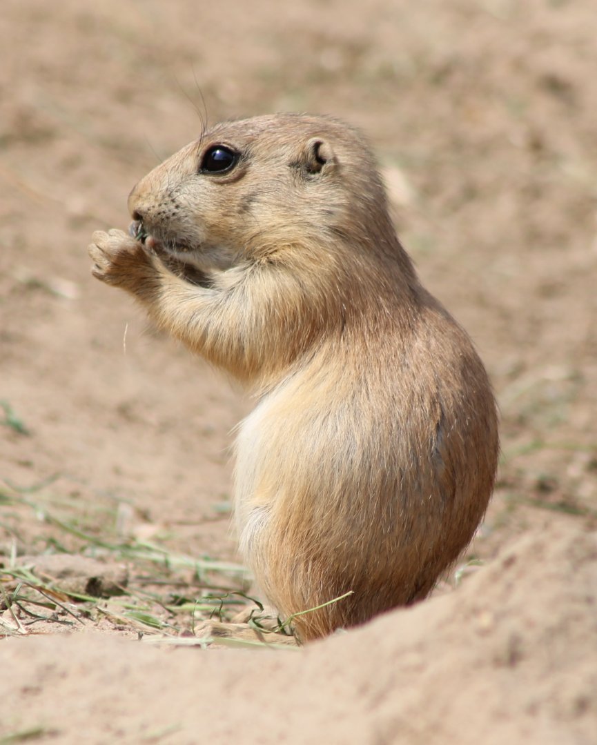 Black-tailed prairiedog