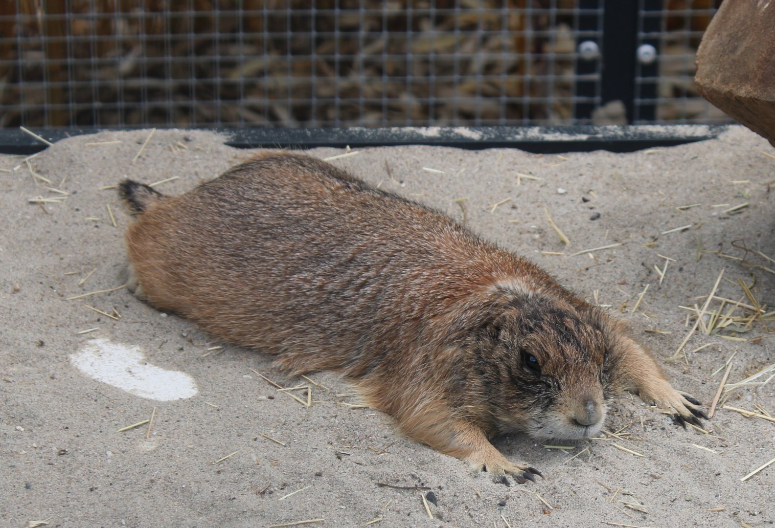 Black-tailed prairiedog