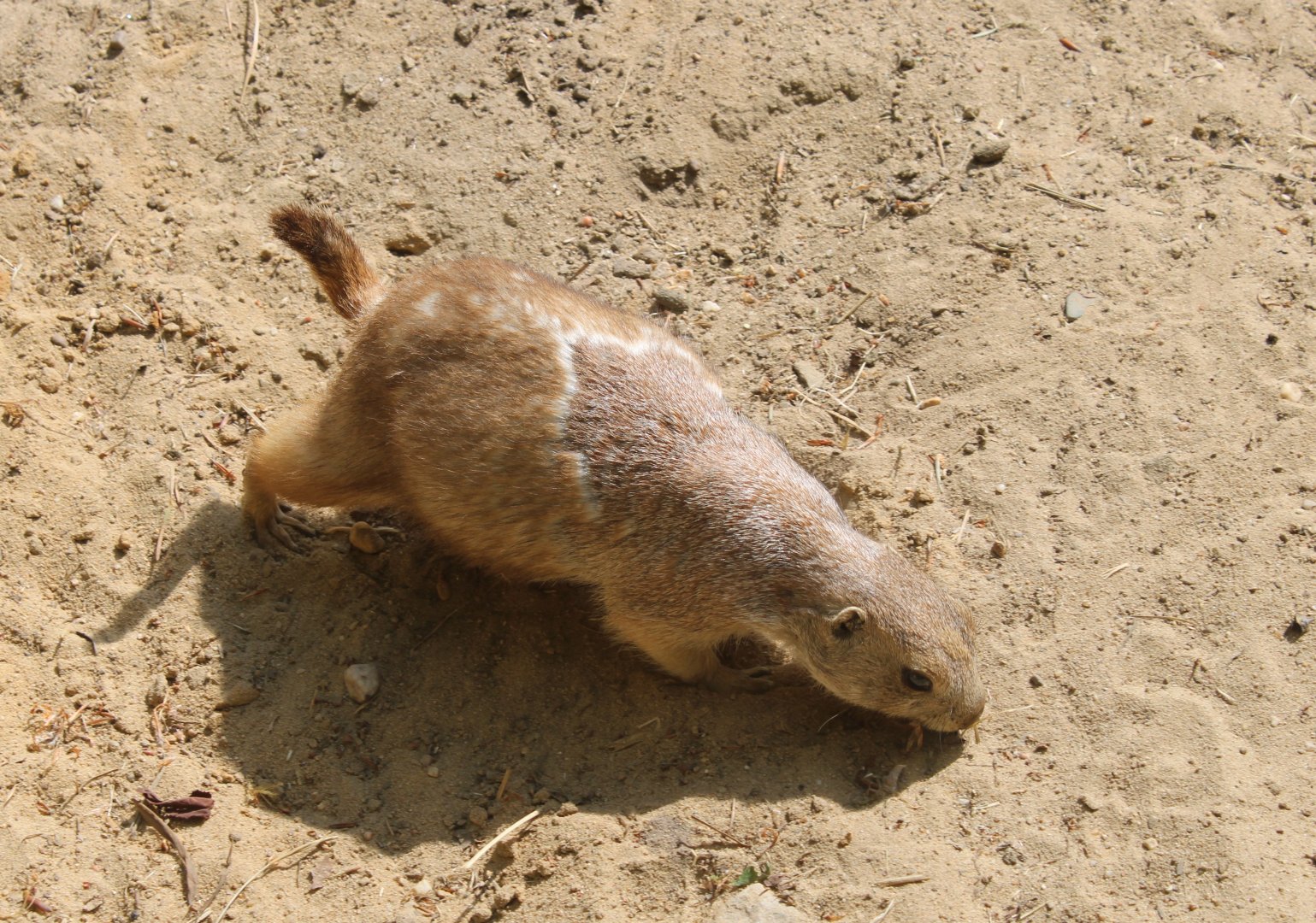 Black-tailed prairiedog