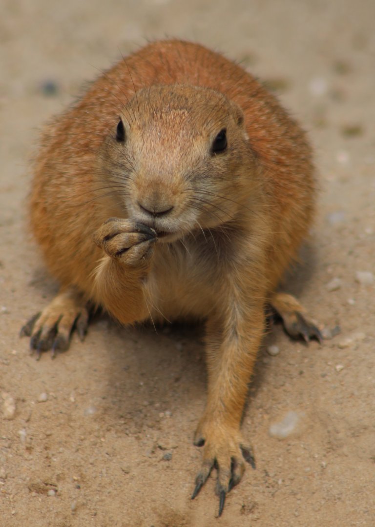 Black-tailed prairiedog