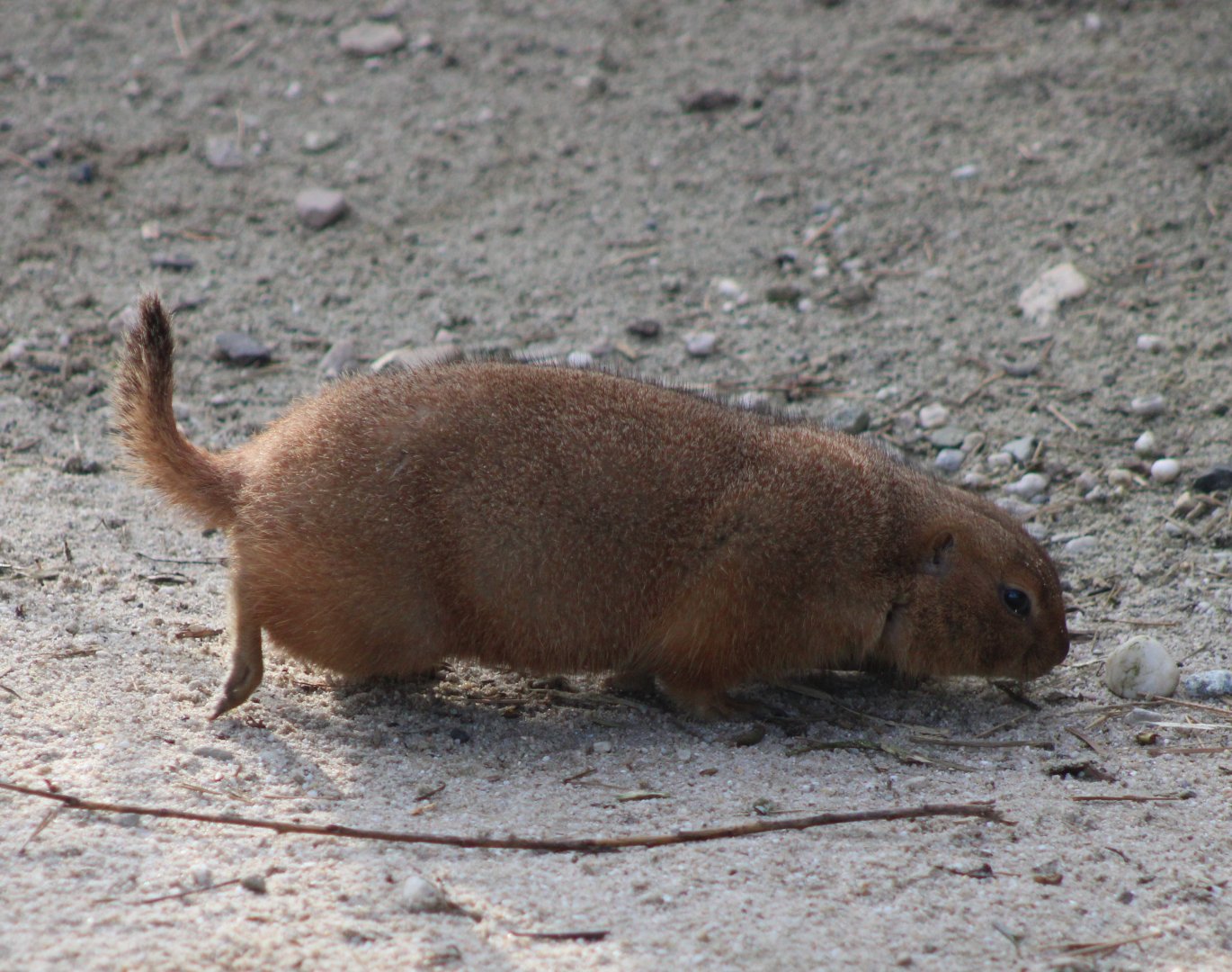 Black-tailed prairiedog
