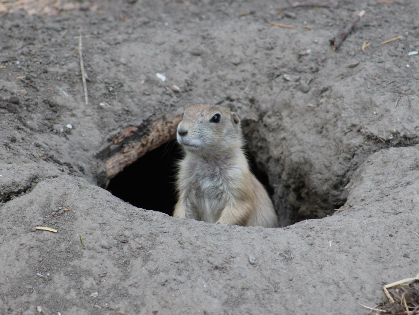 Black-tailed prairiedog