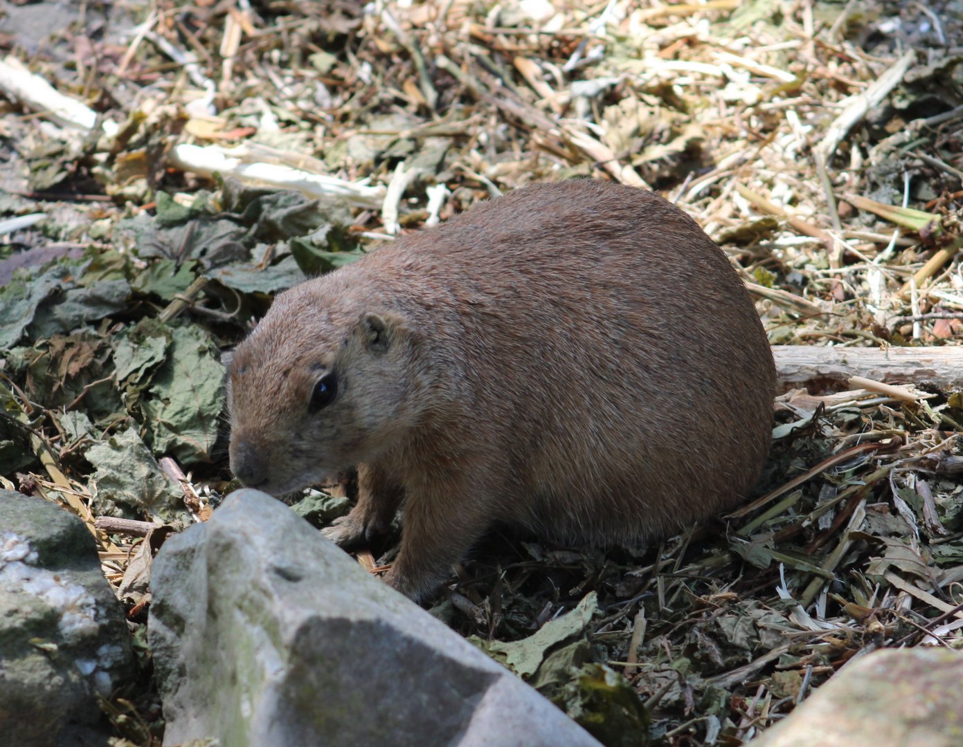 Black-tailed prairiedog
